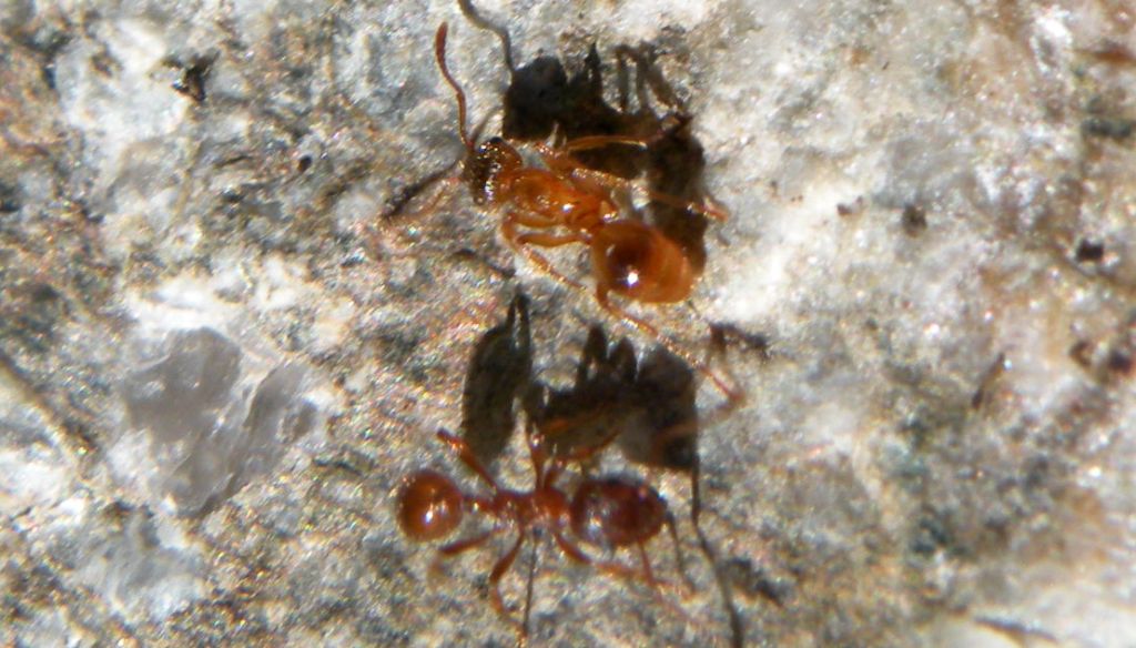 Forse Lasius sp? No. Myrmica sp.